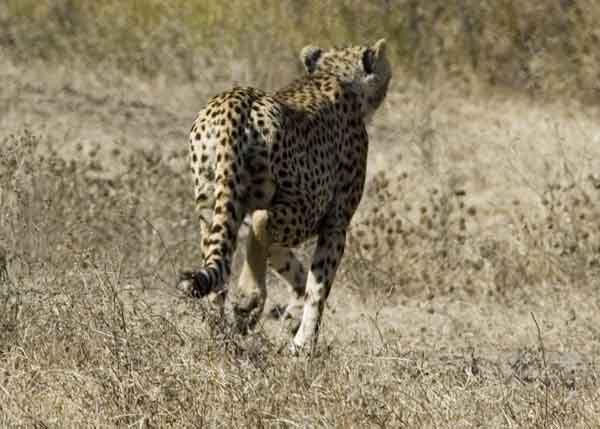 23 - Tanzania - Guepardo - crater del Ngorongoro